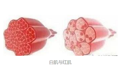 青島特斯特—食品加工配料解決方案提供者，不一樣的體驗
