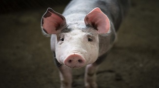 豬肉漲價(jià)了?。?！